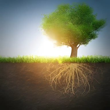 A tree with visible roots and sunlight in the background.
