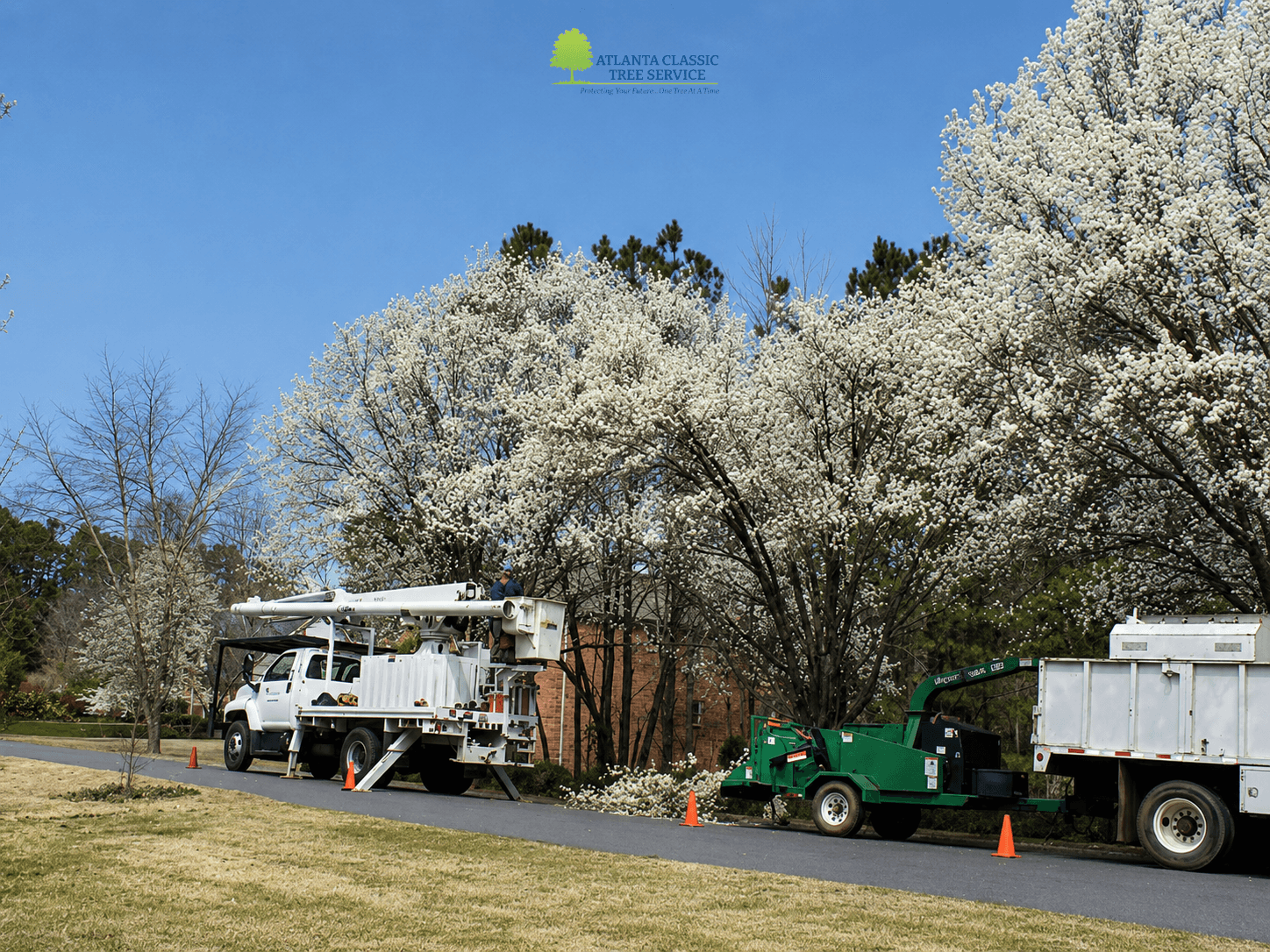 What to Expect When Removing a Tree: A Step-by-Step Guide