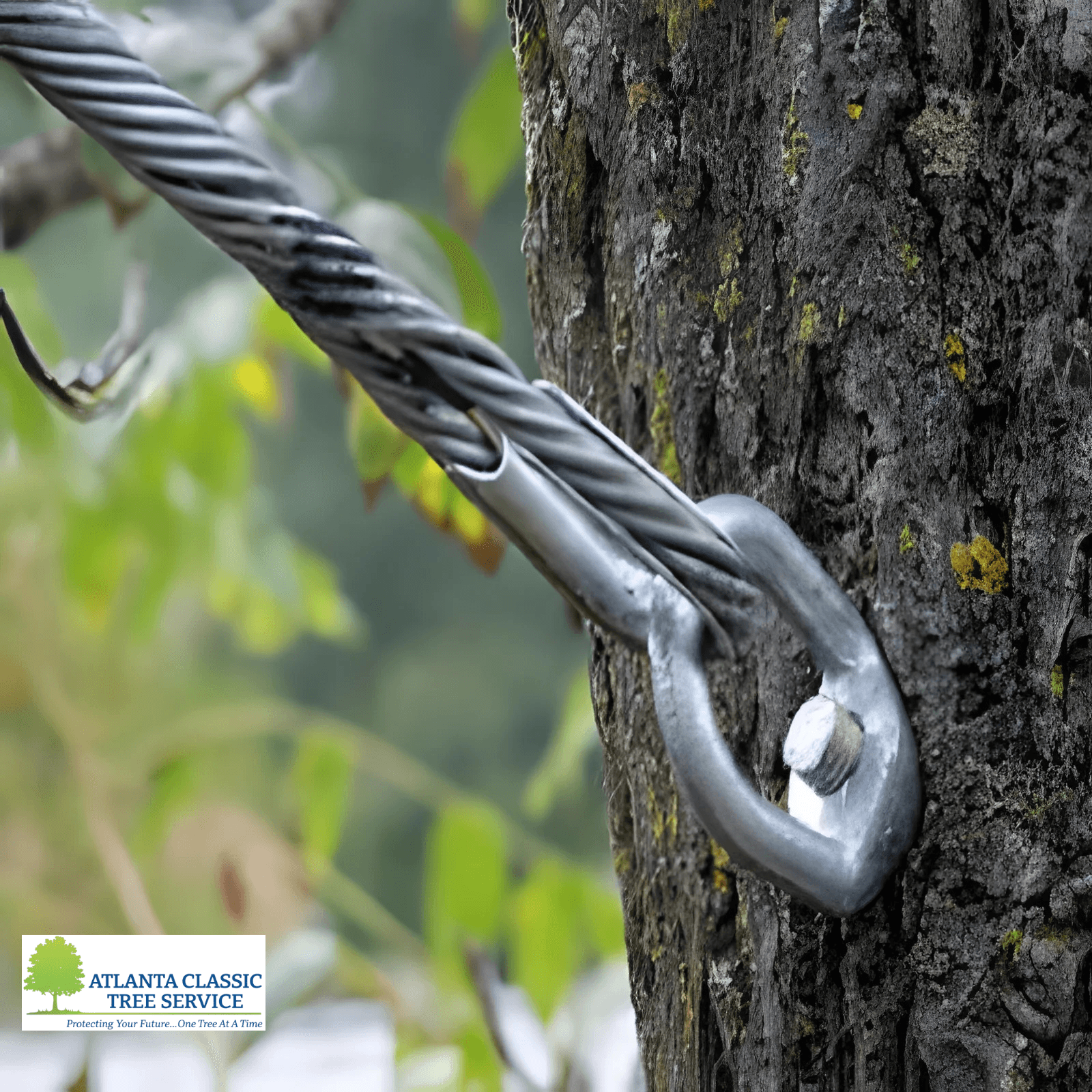 Your Guide to Keeping Trees Safe and Supported in Alpharetta, GA