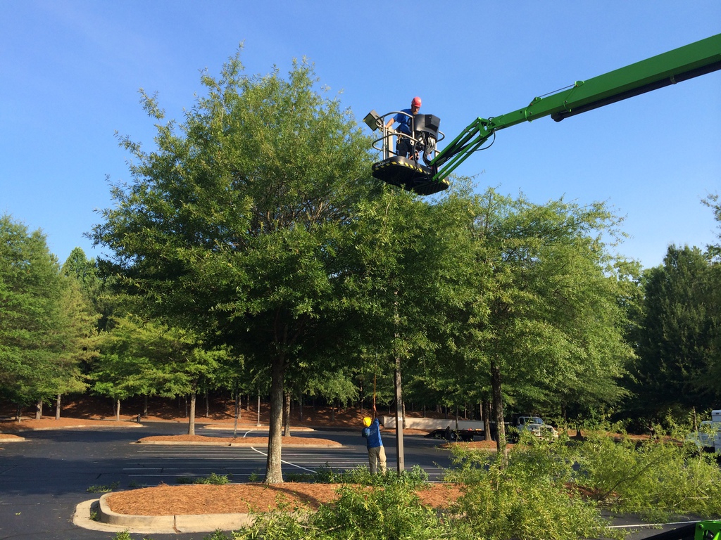 Worker using cherry picker for tree maintenance